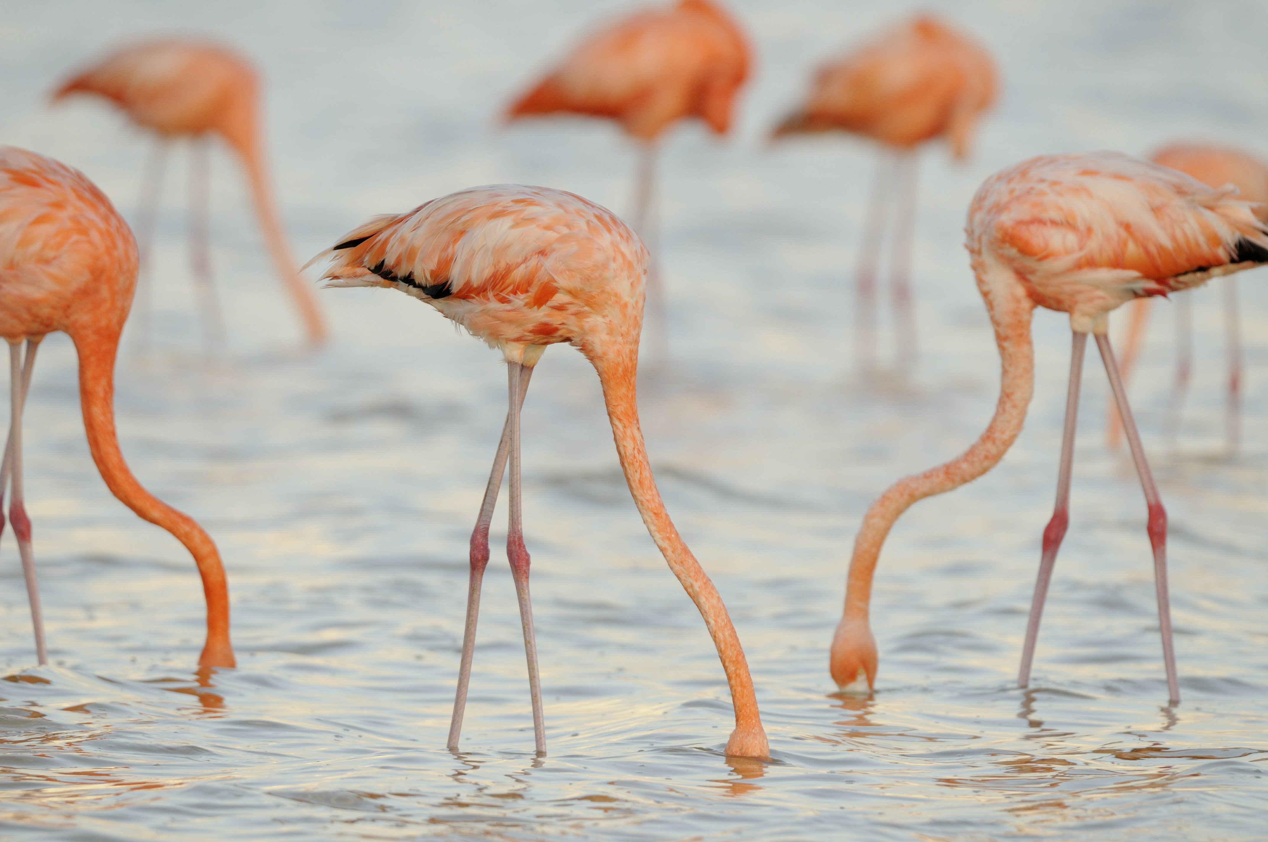 caribbean flamingo pictures