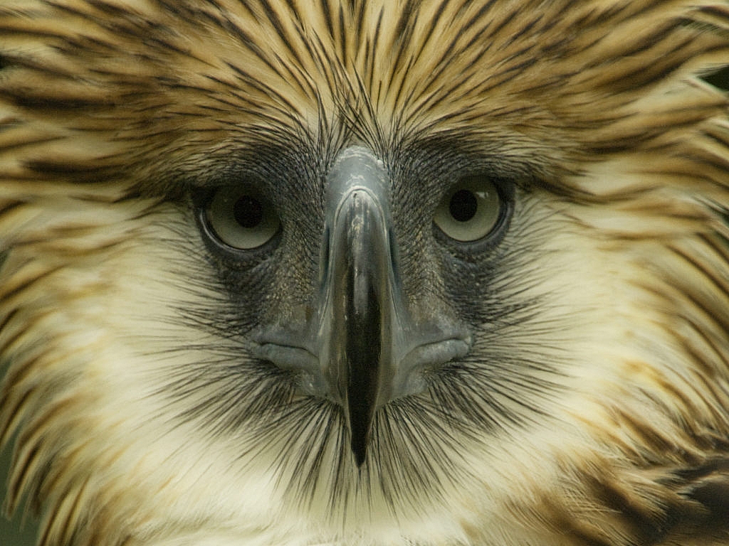 Philippine Eagle - Klaus Nigge Photography